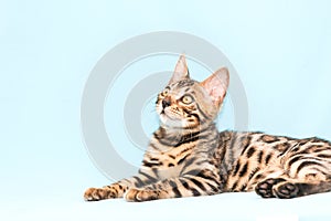 Bengal kitten playing on a blue background. Cute purebreed cat
