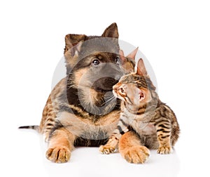 Bengal kitten playing with German shepherd puppy. isolated on white background