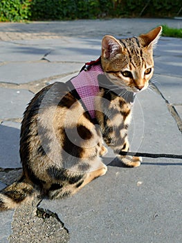 Bengal kitten practicing harness on a tangled leash