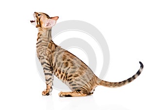 Bengal kitten in profile meowing. isolated on white background