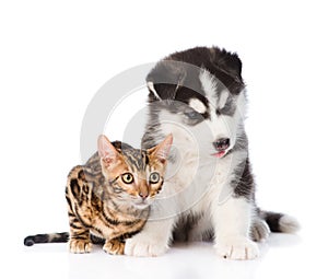 Bengal kitten and Siberian Husky puppy lying together. isolated on white background