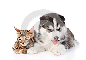 Bengal kitten and Siberian Husky puppy lying together. isolated on white background