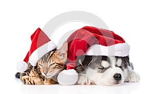 Bengal kitten and Siberian Husky puppy sleeping together in santa hats. isolated on white background