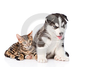 Bengal kitten and Siberian Husky puppy together. isolated on white background