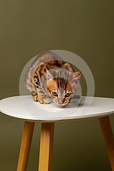 Bengal kitten sits on a white chair and looks down on a green olive background. studio shot.