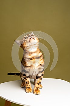 Bengal kitten sits on a white chair and looks up on a green background. studio shot.