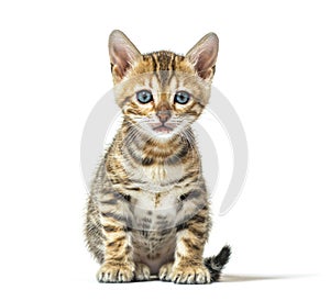 Bengal kitten sitting facing at the camera, six weeks old, isolated
