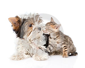 Bengal kitten sniffing Biewer-Yorkshire terrier puppy. isolated