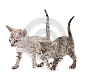 bengal kitten in studio