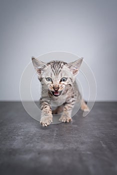 Bengal kitten studio shot