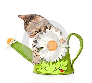 Bengal kitten in a toy watering can. isolated on white background