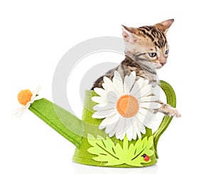 Bengal kitten in a toy watering can. isolated on white