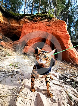 Bengal kitten on a walk