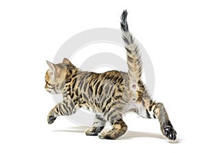 Bengal kitten walking away and looking backwards