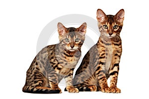 Bengal kittens