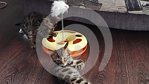 Bengal kittens playing with plastic cat toy