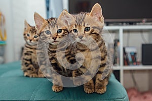 Bengal kittens sitting on the sofa in the house