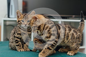 Bengal kittens sitting on the sofa in the house