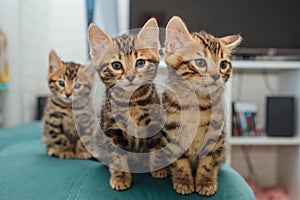 Bengal kittens sitting on the sofa in the house