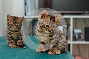 Bengal kittens sitting on the sofa in the house