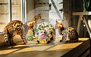 Bengal kittens smelling bouquet of flowers by window