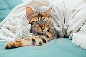 Bengal kitty cat laying undeer the white fury blanket photo