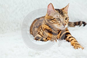 Bengal kitty cat laying on the white fury blanket