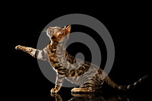 Bengal Kitty Sits and Raising Up Paw on Black