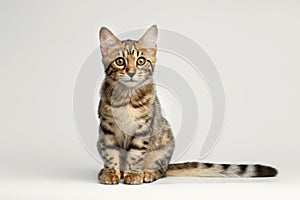 Bengal Kitty Sitting on White Background and Curious Stare