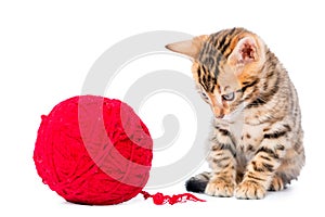 Bengal little kitten playing with red clew isolated