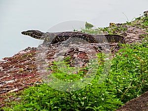 Bengal monitor