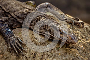 Bengal monitor or common Indian monitor lizard closeup - wildlife