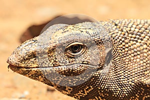 Bengal Monitor Lizard in the forest