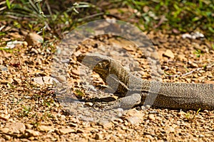 Bengal Monitor Lizard in the forest