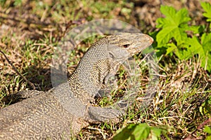 Bengal Monitor Lizard in the forest