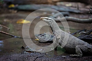 Bengal Monitor Lizard varanus bengalensis or common Indian monitor lizard