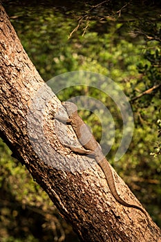 Bengal monitor lizard Varanus bengalensis. Reptile varan resting on big tree in jungle of Sri Lanka. Common Indian monitor.