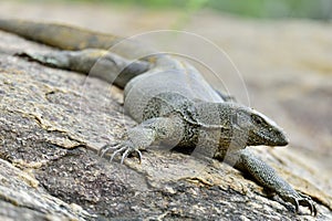 Bengal Monitor on the stone.