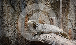 Bengal Monitor - Tree Monitor wildlife lizard / Varanus bengalensis