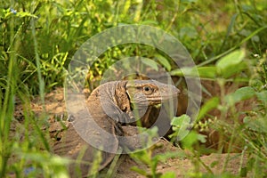 Bengal monitor,Varanus bengalensis, Jhalana, Rajasthan, India. This is found widely distributed over the Indian Subcontinent