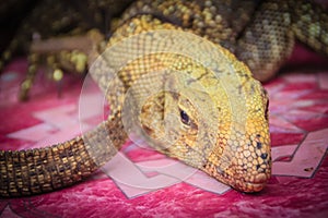 Bengal monitor (Varanus bengalensis) for sale in the wild market at Thai-Cambodia border market. Common Indian monitor, a monitor