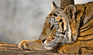 Bengal royal Tiger resting