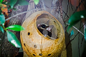 Bengal slow loris sneak in the hole