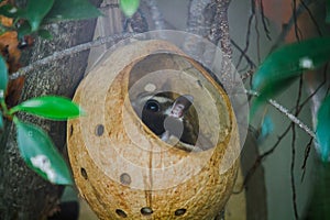 Bengal slow loris sneak in the hole