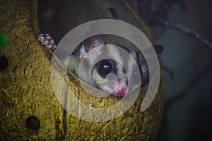 Bengal slow loris sneak in the hole