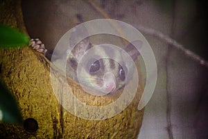 Bengal slow loris sneak in the hole