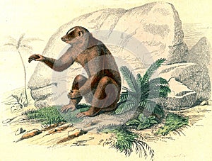 Bengal slow loris, vintage engraving