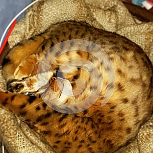 Bengal spotted cat curled up