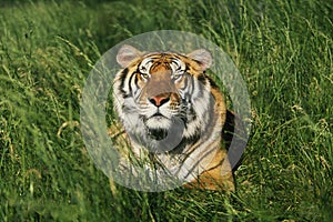 Bengal Tiger photo