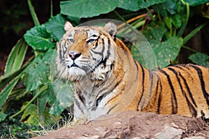 A Bengal tiger in zoo.